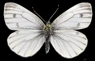 Pieris napi  ♀