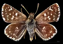 Dorsal side