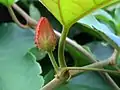 (Thunbergia grandiflora) Flower bud at Shivaji Park