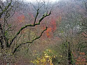 Nature on the road to the Shkhmurad Monastery