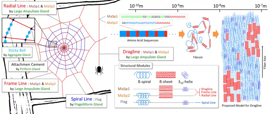 Schematic of the spider's orb web, structural modules, and spider silk structure. On the left is shown a schematic drawing of an orb web.  The red lines represent the dragline, radial line, and frame lines, the blue lines represent the spiral line, and the centre of the orb web is called the "hub".  Sticky balls drawn in blue are made at equal intervals on the spiral line with viscous material secreted from the aggregate gland.  Attachment cement secreted from the piriform gland is used to connect and fix different lines.  Microscopically, the spider silk secondary structure is formed of spidroin and is said to have the structure shown on the right side. In the dragline and radial line, a crystalline β-sheet and an amorphous helical structure are interwoven.  The large amount of β-spiral structure gives elastic properties to the capture part of the orb web.  In the structural modules diagram, a microscopic structure of dragline and radial lines is shown, composed mainly of two proteins of MaSp1 and MaSp2, as shown in the upper central part.  In the spiral line, there is no crystalline β-sheet region.