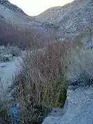 The growing creek begins to host reeds and other riparian vegetation.