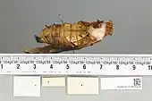 Ornithoptera meridionalis pupa, dorsal view