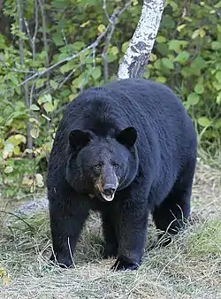 Black bear in grass