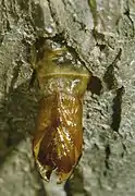 Exuvia