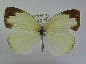 Dorsal view