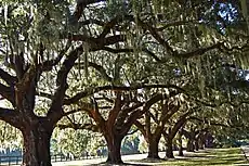 Avenue of oaks