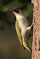 A European green woodpecker, the totem of the Picentes, according to Greek and Roman literary tradition.