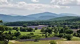 Puygiron and its fields of lavender