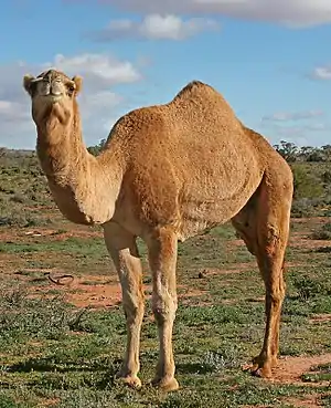 Brown camel