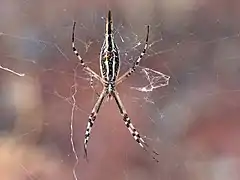 Ventral view