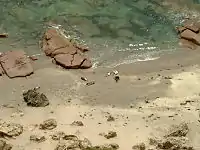 Australian sea lions on beach at Point Labatt.