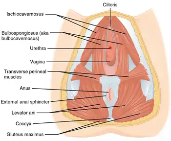 Muscles of the female perineum