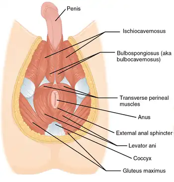 Muscles of the male perineum