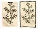 Achillea millefolium. Left: Hortus Sanitatis Straßburg 1497 (I, 295). Right: Kleines Destillierbuch (Blatt 54r)