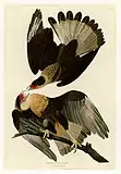 Crested caracara(Caracara cheriway)