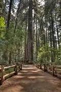 Trail with 280 ft. tree in background