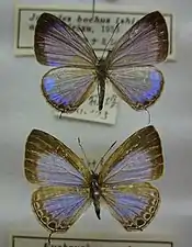 Dorsal view