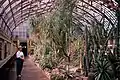 Garfield Park Conservatory Cactus Room (now Desert House), June 15, 1997