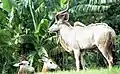 Male Nyala