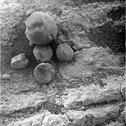 Figure 20. A few loose hematite spherules on an outcrop of sediments about 200 m from Endeavour Crater. The largest spherule has a diameter of 8.3 mm - this is one of the biggest photographed anywhere by Opportunity. The lower number density of spherules in this image is mainly due to the spherules sitting on outcrop rock rather than on soil. The number density on nearby soils are at normal, i.e., high, levels. Image taken on Sol 2669 (2011-07-28).