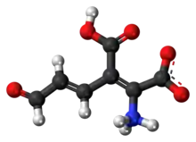 Ball-and-stick model of the 2-amino-3-carboxymuconic semialdehyde molecule as a zwitterion