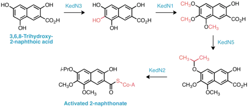 Proposed biosynthesis of activated 2-naphthonate subunit.