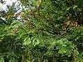 Sequoia Gigantea planted by Lea. Picture is taken 2002. The tree had reached a height of about 4 m, and had brown spots on its leaves.