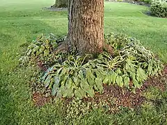 An emergent Brood X swarm and exuviae in Finneytown, Ohio near Cincinnati (May 21, 2004)