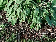 Detail of emergent swarm in Finneytown, Ohio