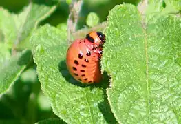 Late (4th) instar stage of larva, before pupation