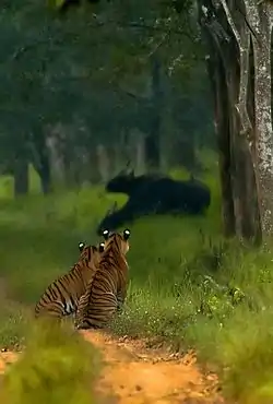 Tigers keeping a close eye on gaurs in Bhadra Wildlife Sanctuary