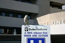 A northern mockingbird on top of a Duke University Hospital sign reading "Duke medicine is 100% tobacco-free INSIDE AND OUTSIDE" in Durham, North Carolina