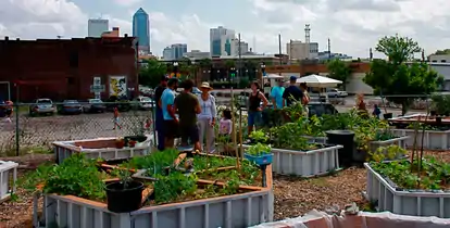 Springfield Community Garden, Jacksonville, Florida, 2008