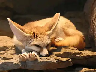 Fennec fox (desert regions)Vulpes zerda