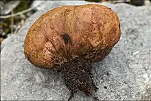 An image of Rhizopogon luteolus (=obtextus) showing rhizomorphs with attached substrate.