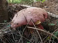 Rubroboletus pulcherrimus