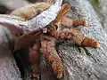 An adult male emperor gum moth