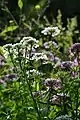 Plants of Iberis-umbellata