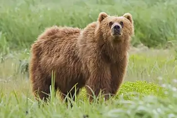 Brown bear in grass