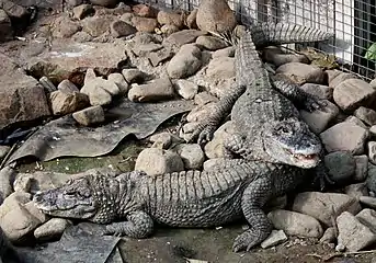 Chinese alligators