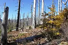 Dead and bare gray trunks and snags scatter a deforested landscape, with much blue sky visible.