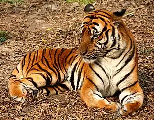 Tiger in the Shanghai Zoo