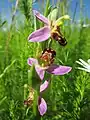 bee orchid