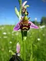 bee orchid