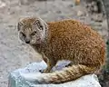 A Mongoose