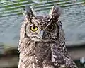 A Grand Duke African Owl