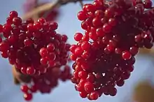 Viburnum opulus or kalyna has been a symbol of Ukrainian culture since ancient times.