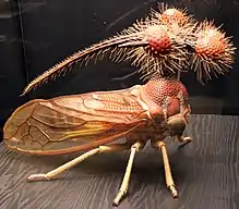 ball bearer treehopper (Bocydium globulare, 1953, 180:1 scale)