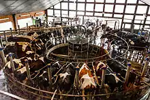 Rotary milking parlour